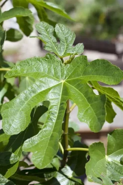 Ficus carica (Vijg) 130-140cm