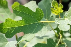 Ficus carica (Vijg) 130-140cm