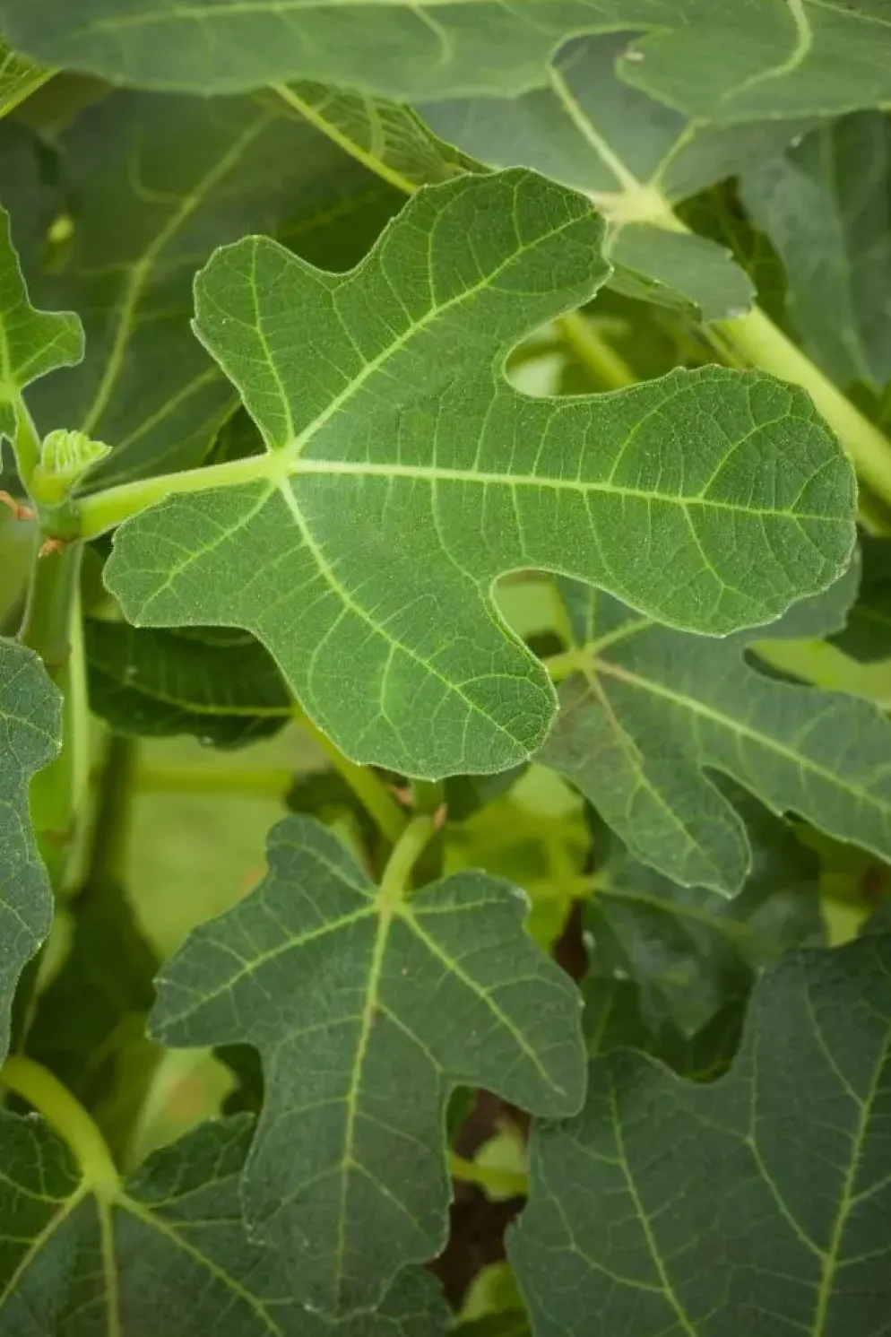 Ficus carica (Vijg) 130-140cm