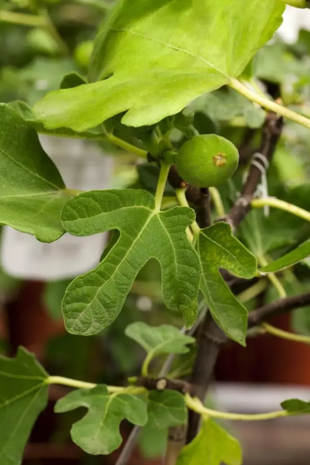 Ficus carica (Vijg) 130-140cm