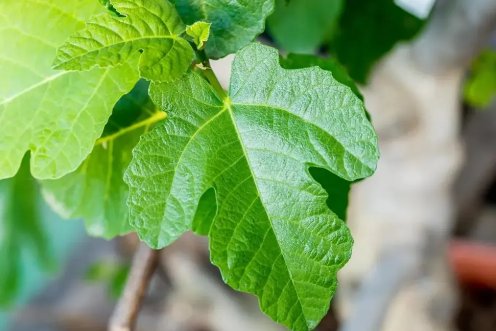 Ficus carica (Vijg) 130-140cm