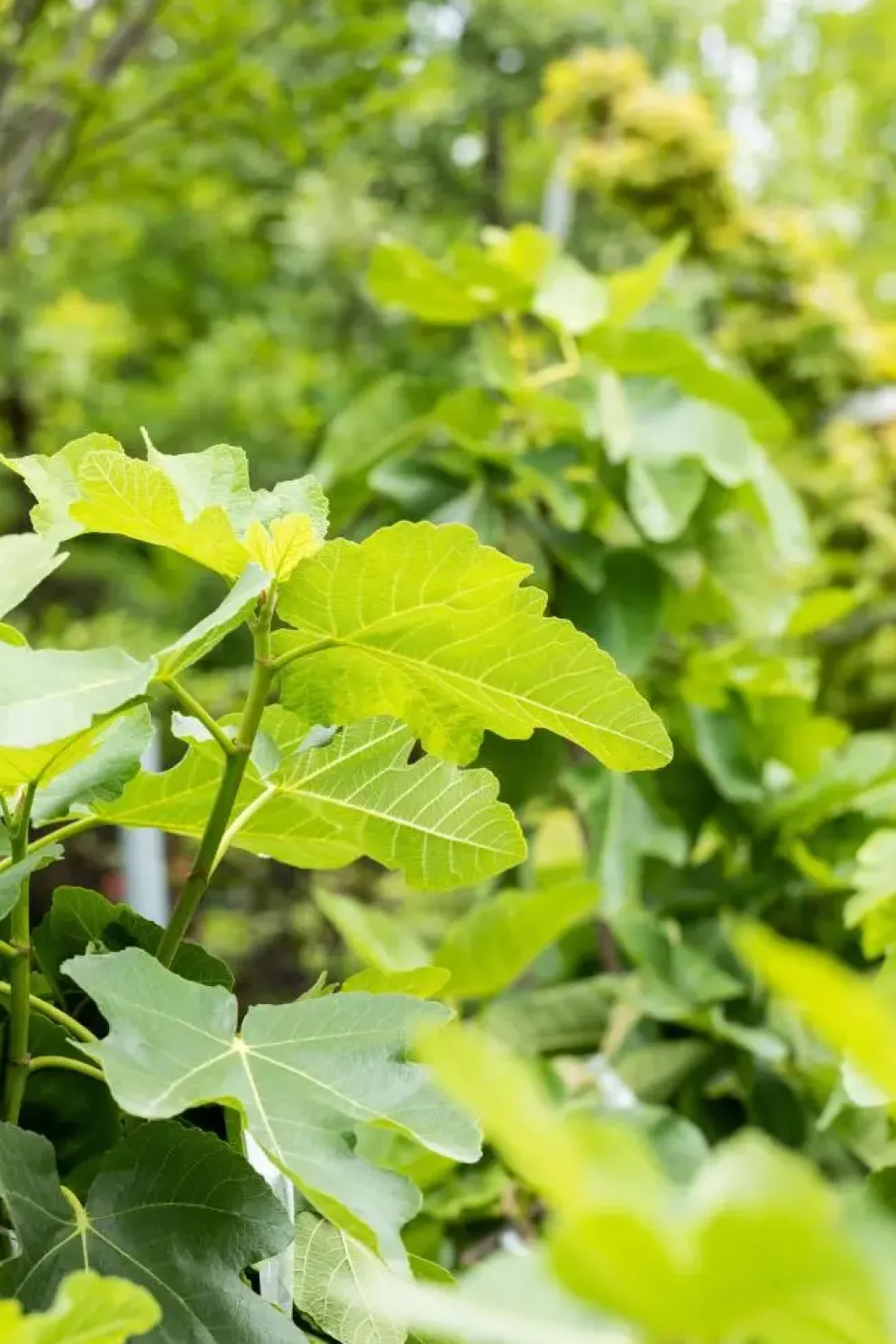 Ficus carica (Vijg) 130-140cm