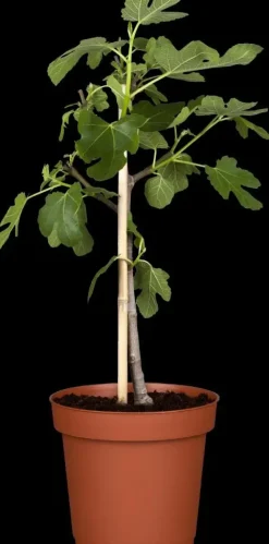 Ficus carica (Vijg) 130-140cm