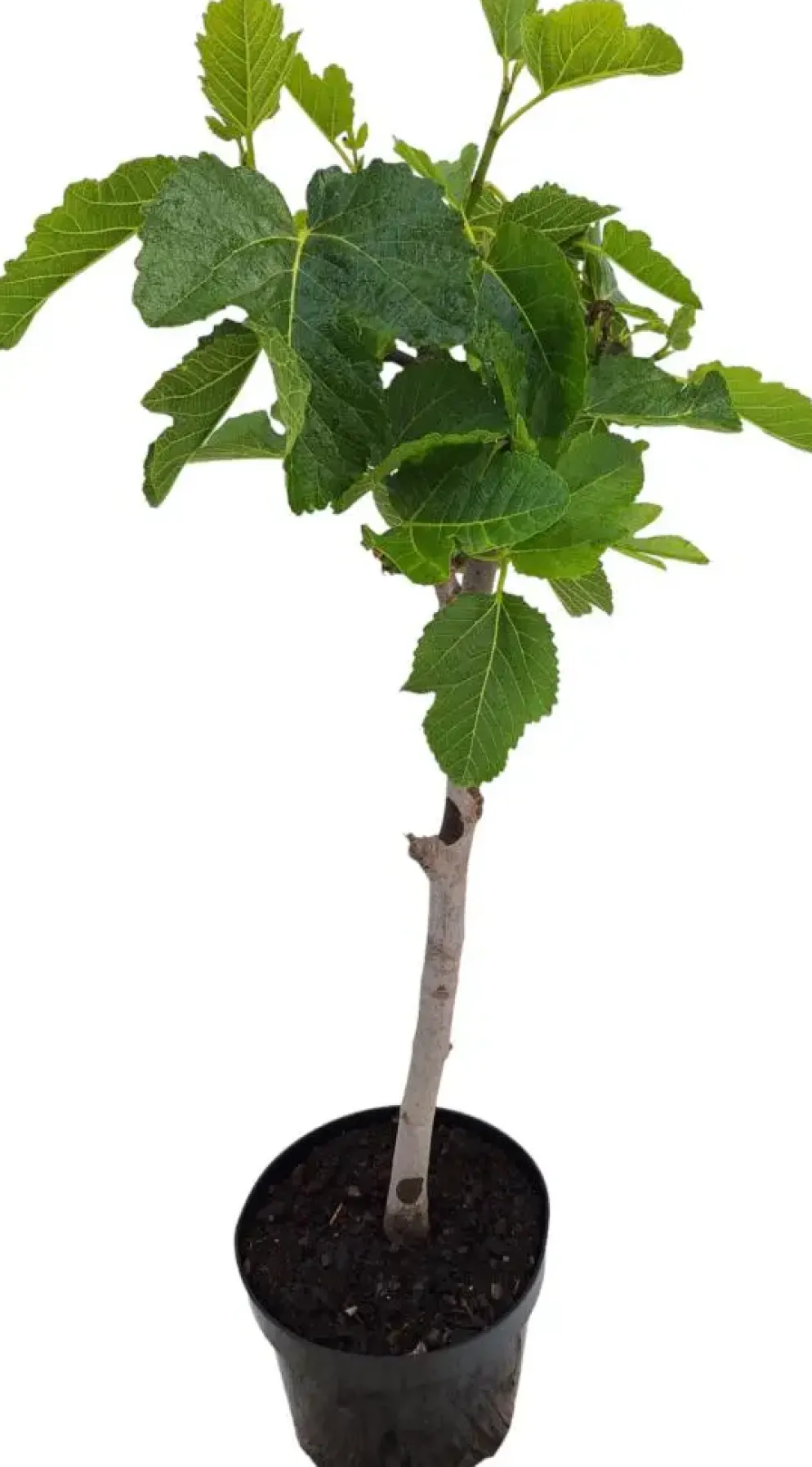 Ficus carica (Vijg) 130-140cm
