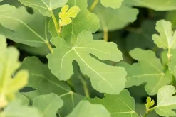 Ficus carica (Vijg) 130-140cm
