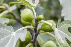 Ficus carica (Vijg) 150cm