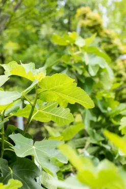 Ficus carica (Vijg) 150cm