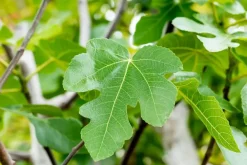 Ficus carica (Vijg) 150cm