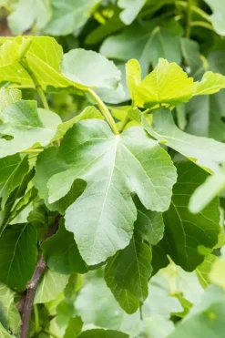 Ficus carica (Vijg) 150cm
