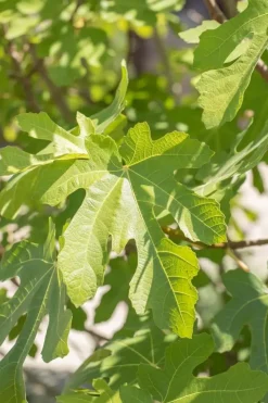 Ficus carica (Vijg) 150cm