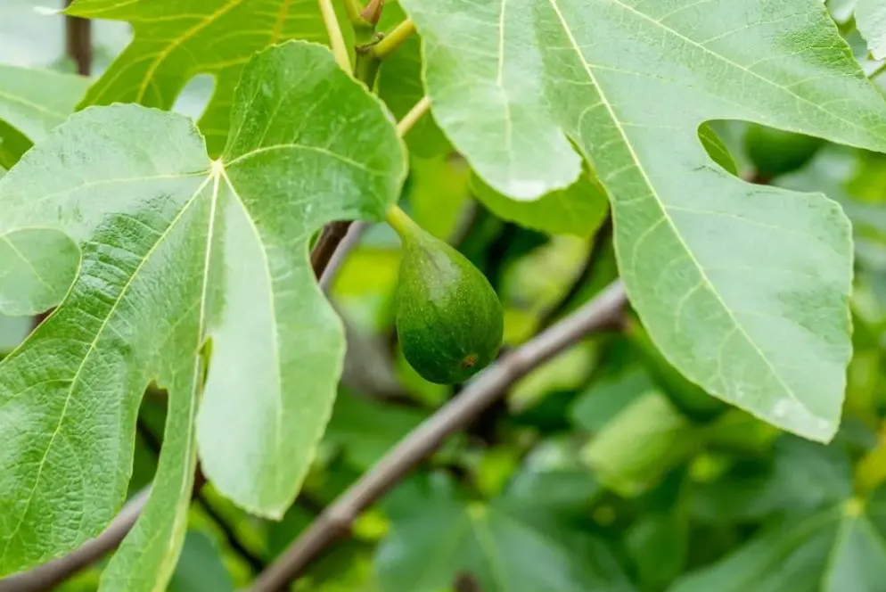 Ficus carica (Vijg) 150cm
