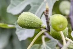 Ficus carica (Vijg) 150cm
