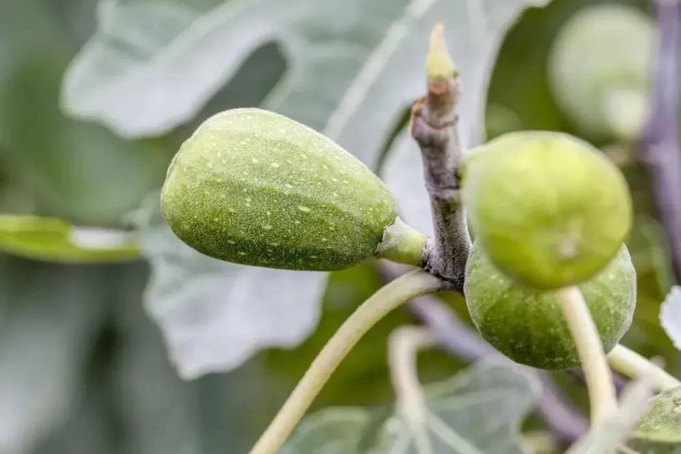 Ficus carica (Vijg) 150cm