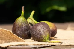 Ficus carica (Vijg) 150cm