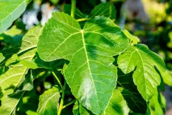 Ficus carica (Vijg) 150cm
