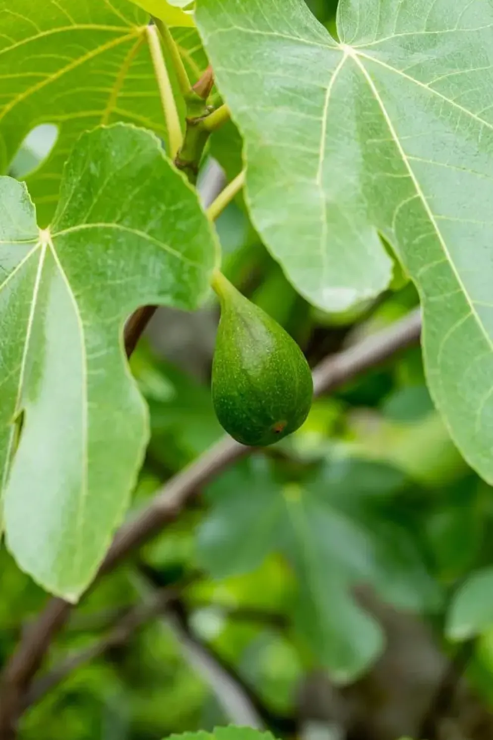 Ficus carica (Vijg) 150cm