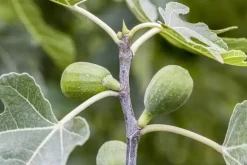 Ficus carica (Vijg) 150cm