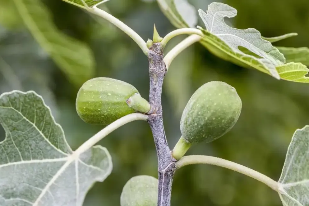 Ficus carica (Vijg) 150cm