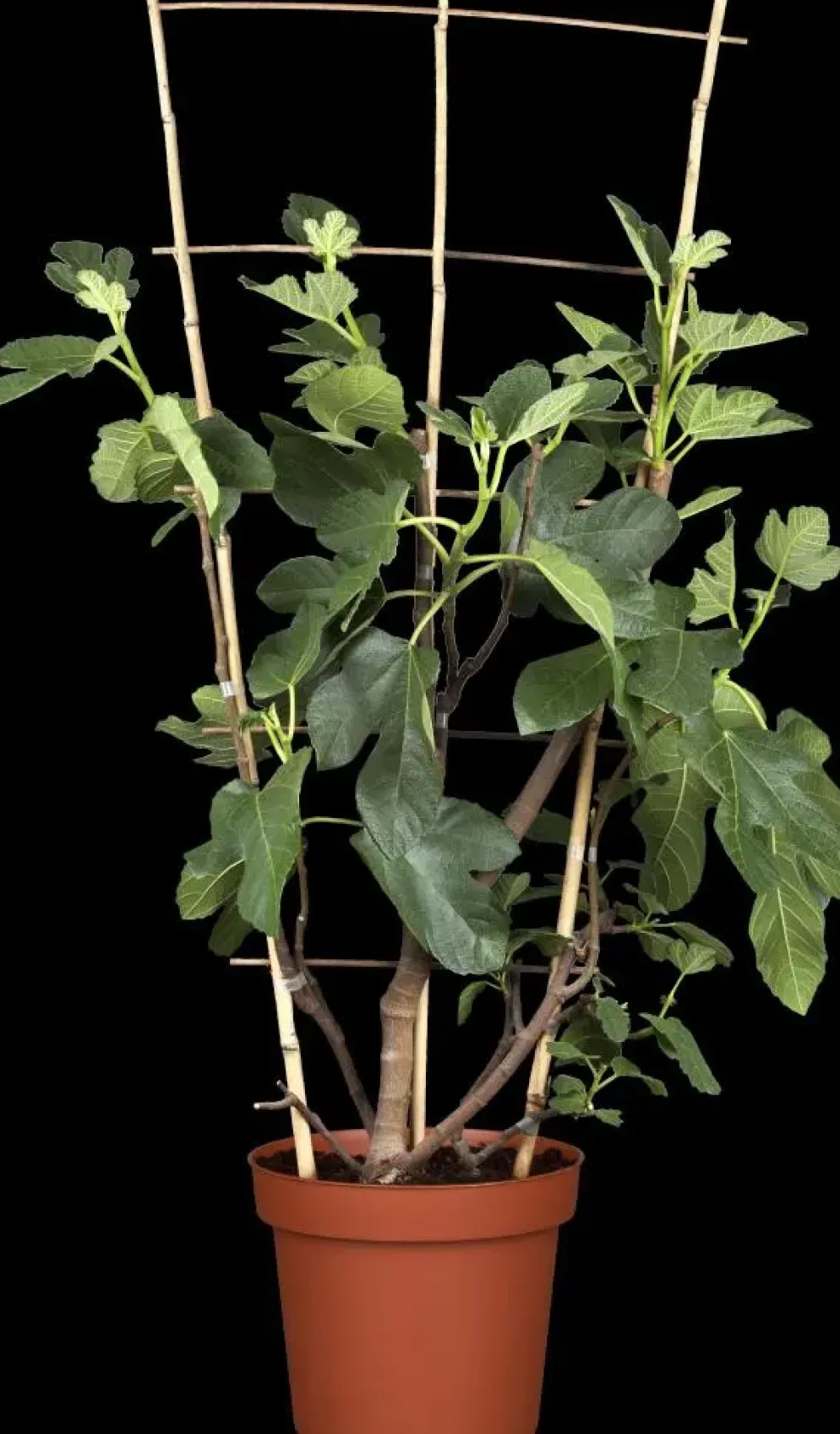 Ficus carica (Vijg) 150cm