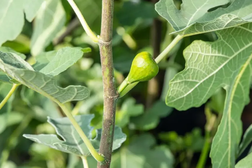 Ficus carica (Vijg) 150cm