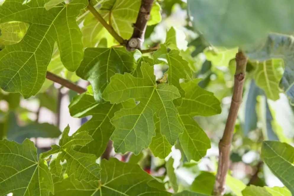 Ficus carica (Vijg) 150cm