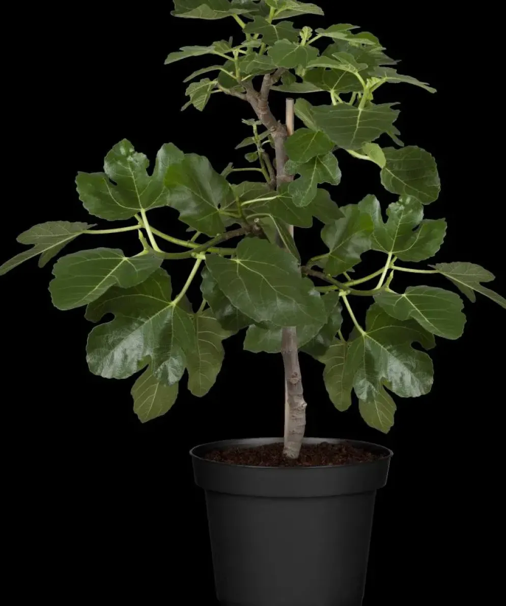 Ficus carica (Vijg) 150cm
