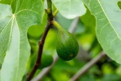 Ficus carica (Vijg) 150cm