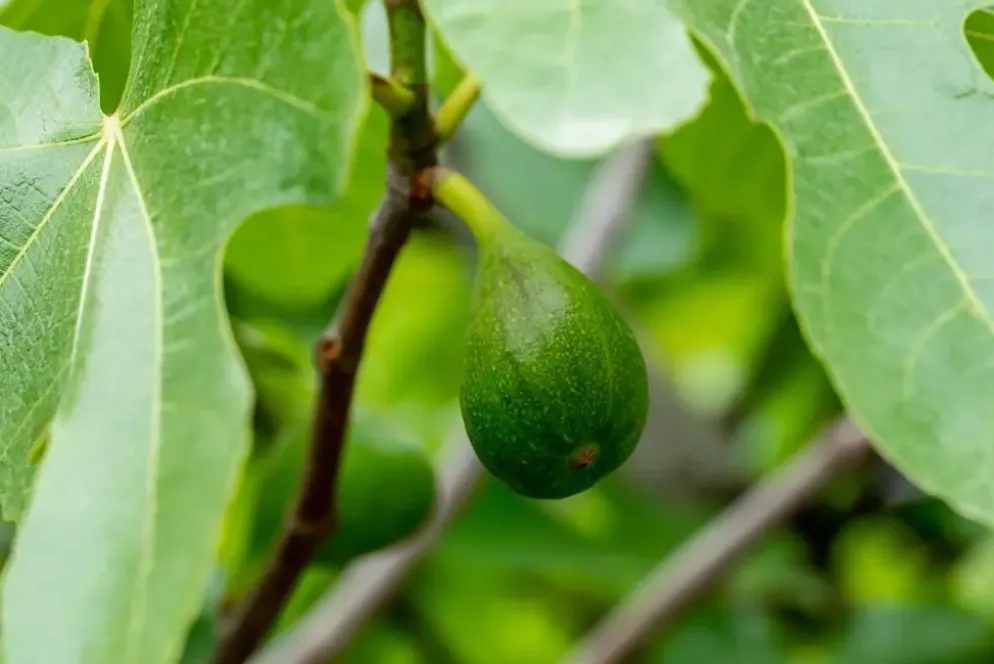 Ficus carica (Vijg) 150cm