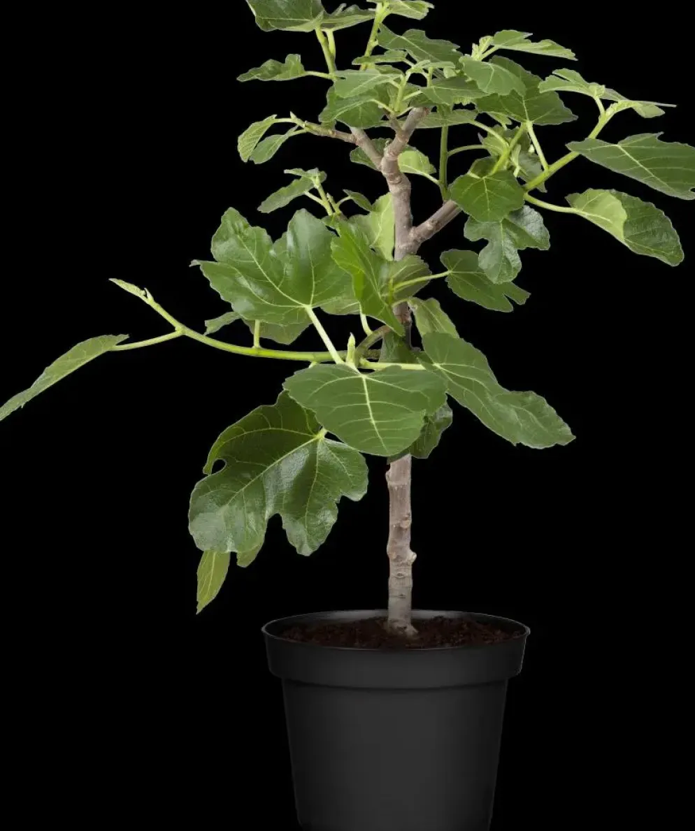 Ficus carica (Vijg) 150cm