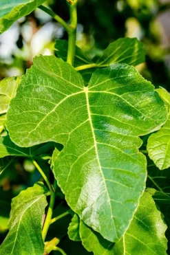 Ficus carica (Vijg) 150cm