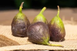 Ficus carica (Vijg) 150cm