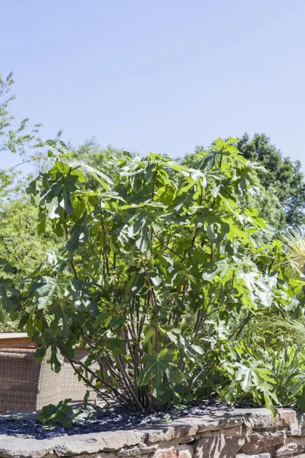 Ficus carica (Vijg) 150cm