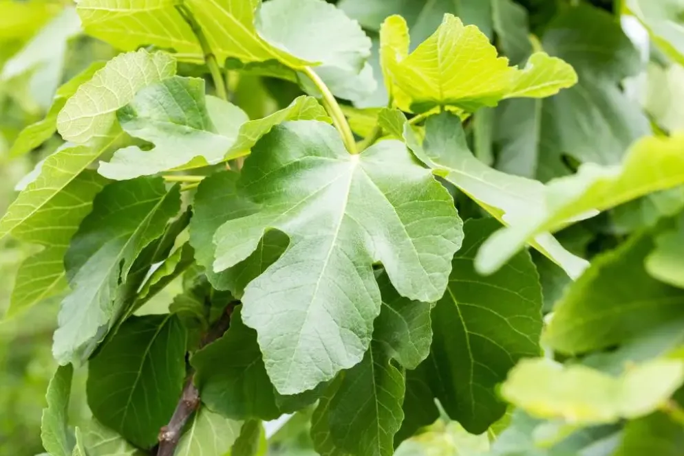 Ficus carica (Vijg) 150cm