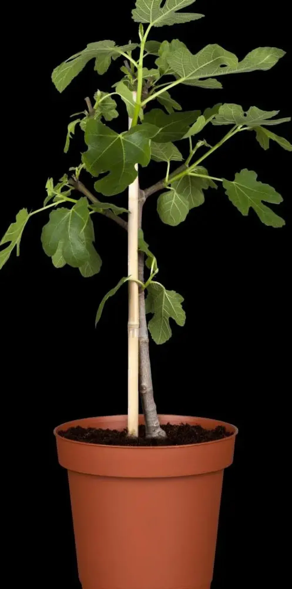 Ficus carica (Vijg) 150cm