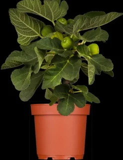Ficus carica (Vijg) 150cm