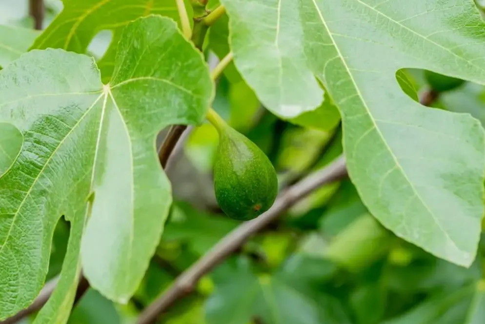 Ficus carica (Vijg) 150cm
