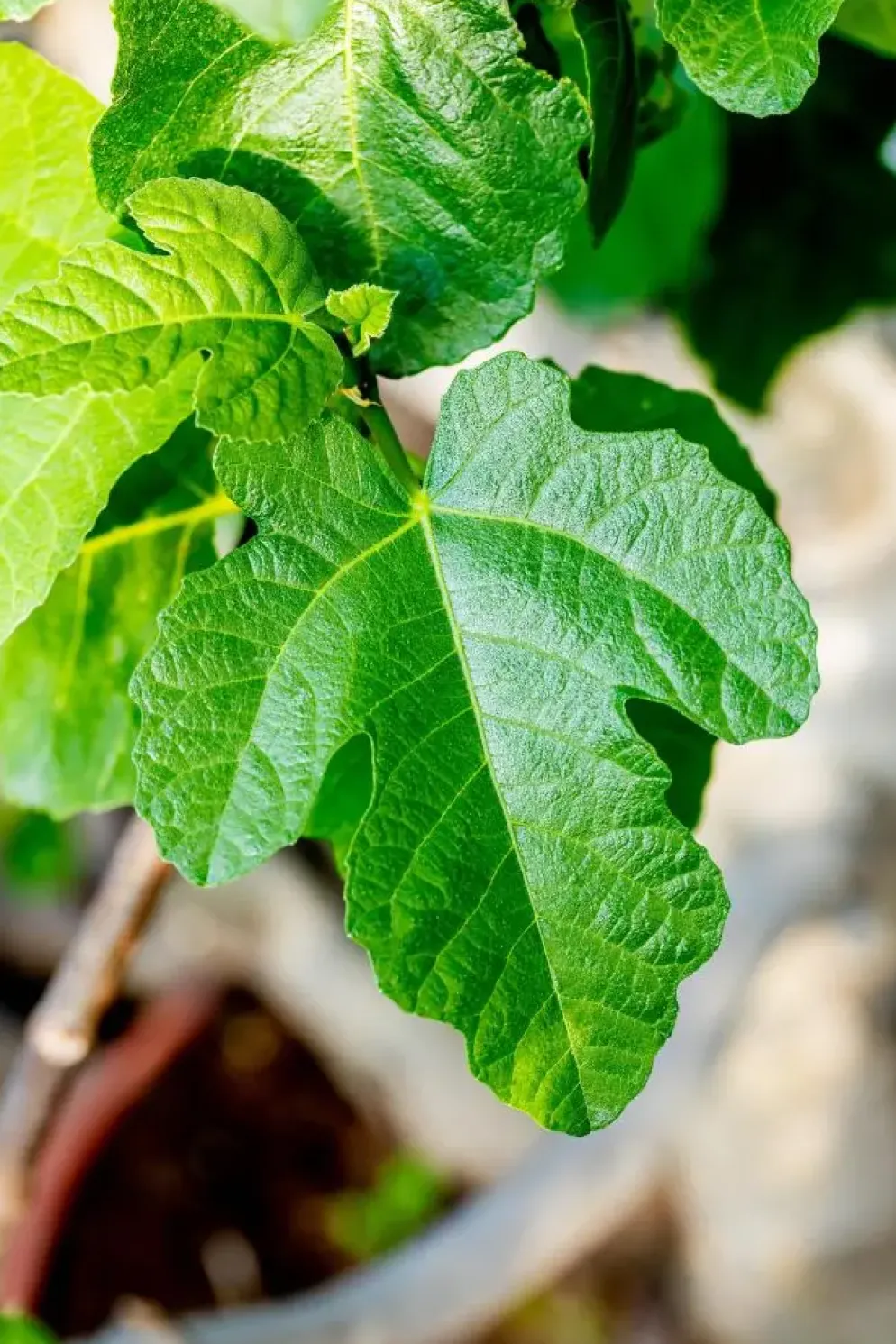 Ficus carica (Vijg) 150cm