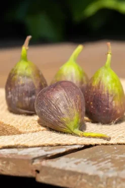 Ficus carica (Vijg) 150cm