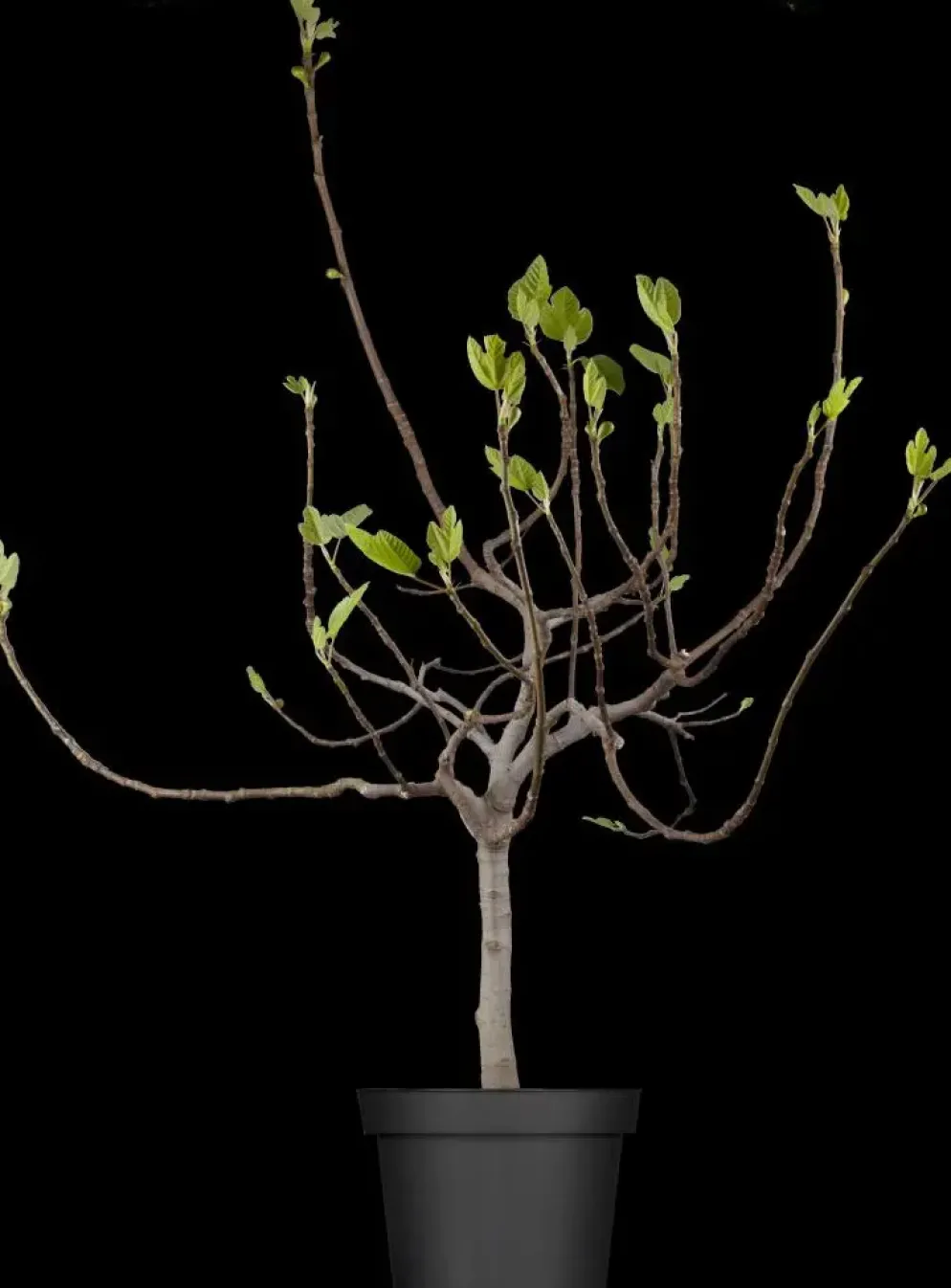 Ficus carica (Vijg) 150cm