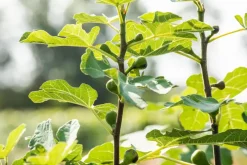 Ficus carica (Vijg) 150cm