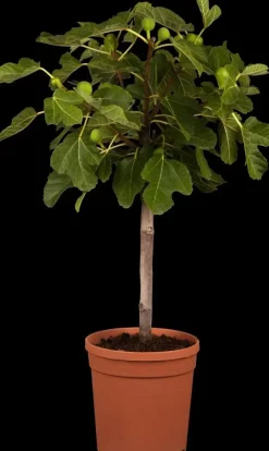 Ficus carica (Vijg) 150cm