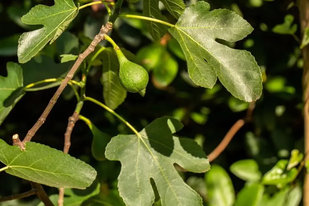 Ficus carica (Vijg) 150cm