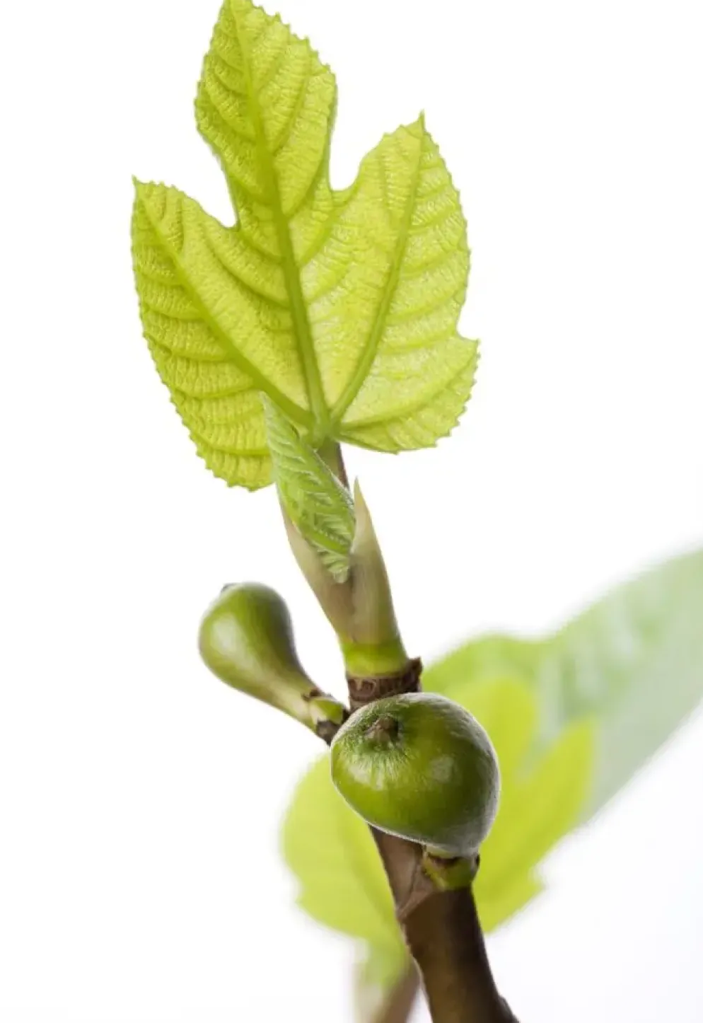 Ficus carica (Vijg) 150cm