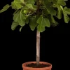 Ficus carica (Vijgeboom)