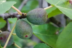 Ficus carica (Vijgeboom)