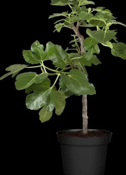 Ficus carica (Vijg) op stam 170cm