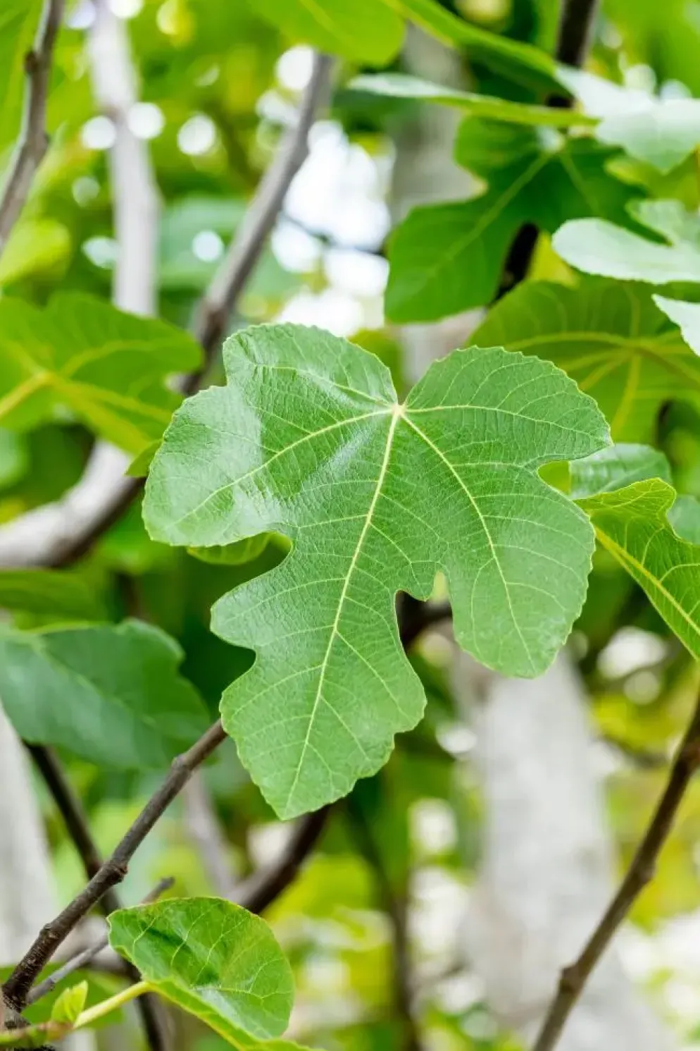 Ficus carica (Vijg) op stam 170cm