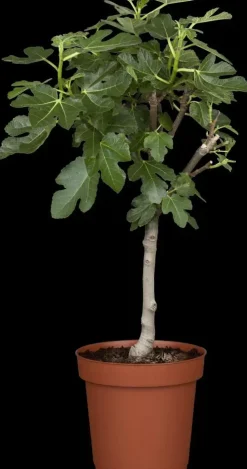 Ficus carica (Vijg) op stam 170cm