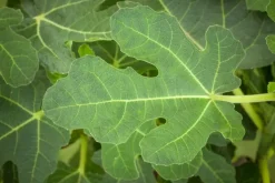 Ficus carica (Vijg) op stam 170cm