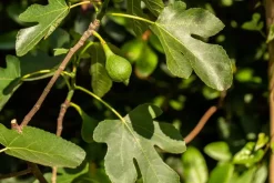 Ficus carica (Vijg) op stam 170cm
